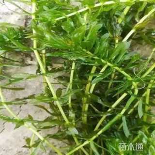 高度50厘米黑藻