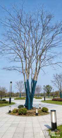 20公分(5杆)丛生朴树