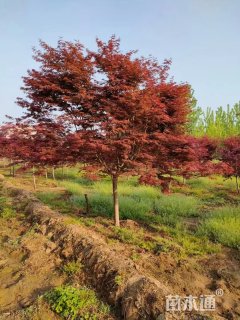 15公分日本红枫