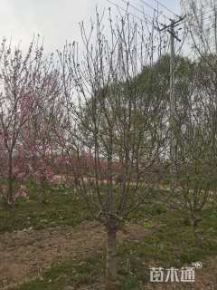 15公分八棱海棠