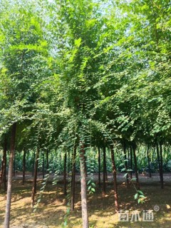 9公分榆树