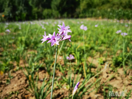 高度30厘米落新妇