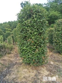 高度350厘米红叶石楠柱