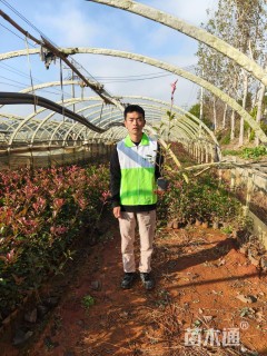 1.5公分红叶石楠