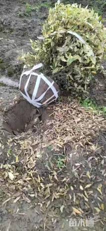 高度120厘米胡颓子