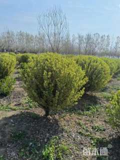 高度130厘米金边黄杨