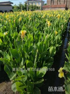 高度50厘米黄花美人蕉