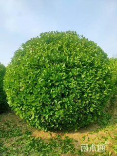 冠幅120厘米卫矛球