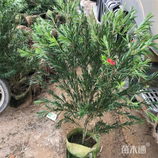 3公分串钱柳