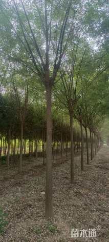 12公分国槐