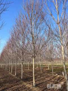 18公分美国红枫-红点