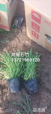 高度8厘米地被石竹