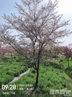 14公分樱花