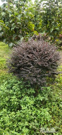 120厘米红花继木球