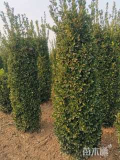 高度195厘米大叶黄杨柱