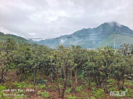 高度300厘米高山杜鹃