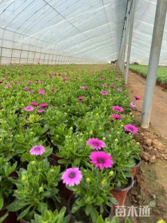 高度15厘米南非万寿菊