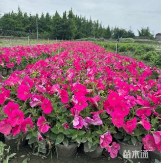 高度30厘米矮牵牛