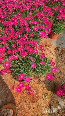 高度20厘米石竹