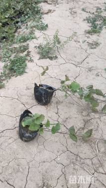 高度15厘米金钱草