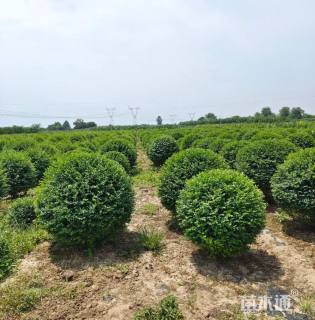 冠幅120厘米小叶女贞球