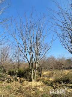 50公分丛生榉树