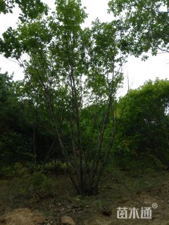 10公分蒙古栎