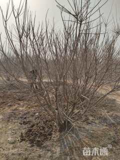 高度350厘米丛生黄栌