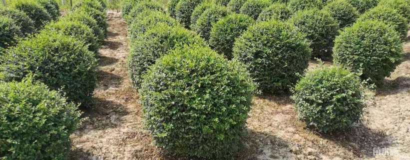 冠幅140厘米小叶女贞球