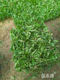 大叶油草