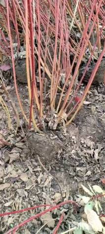 高度250厘米红瑞木