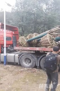 10公分早樱