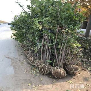 高度300厘米丛生蜡梅