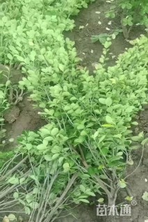 高度150厘米丛生北海道黄杨