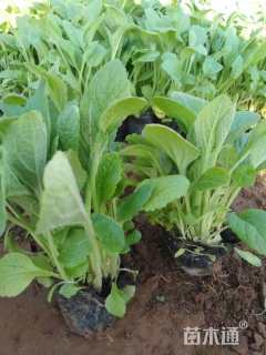 高度15厘米毛地黄