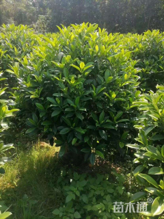 高度120厘米非洲茉莉球