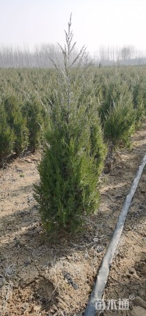 高度150厘米塔柏