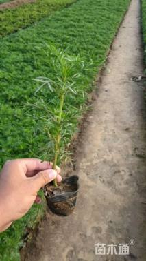 高度20厘米波斯菊