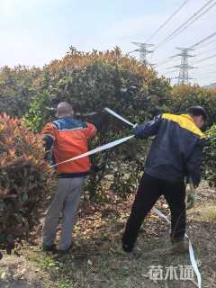 冠幅200厘米无刺枸骨球