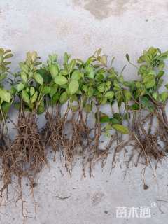 高度10厘米瓜子黄杨小苗