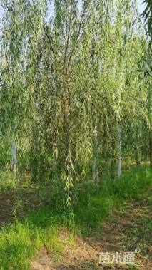 18公分垂柳