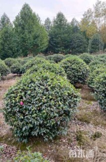 高度130厘米茶梅