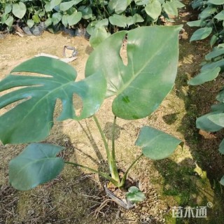 35厘米龟背竹