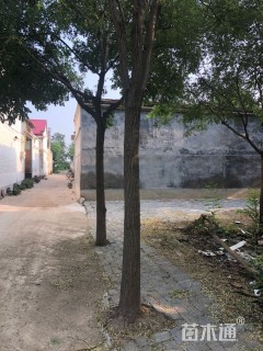 15公分国槐