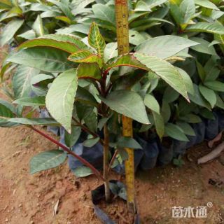 高度15厘米金脉爵床