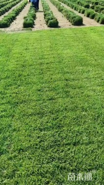 草块状中华结缕草