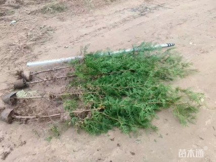 高度15厘米侧柏小苗