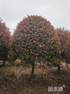 10公分红叶石楠