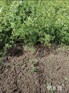 高度40厘米迎春花