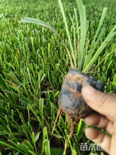 高度20厘米金边阔叶麦冬